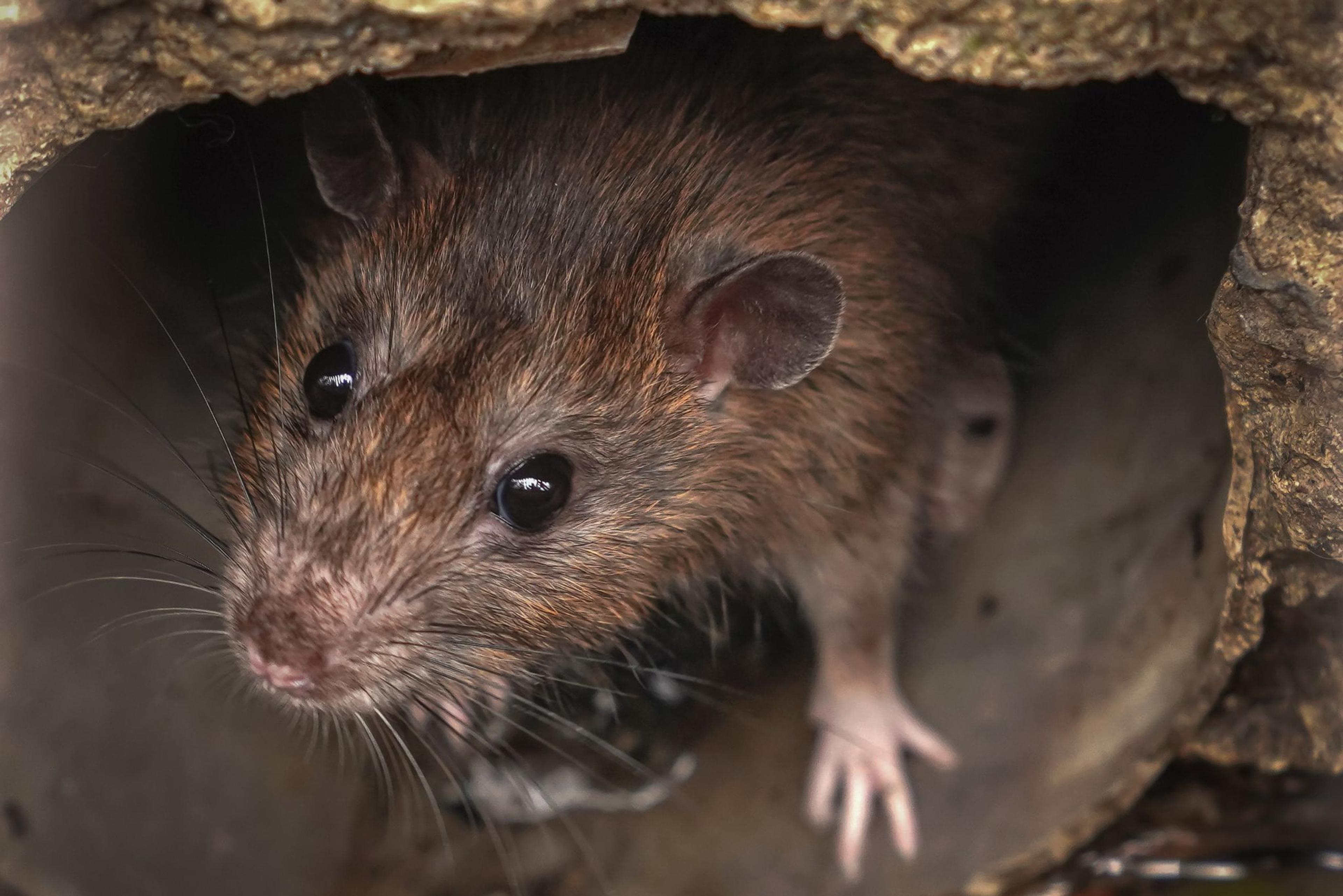 Cover image for Rats In A Drain Pipe - CCTV Pest Surveys